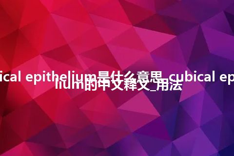 cubical epithelium是什么意思_cubical epithelium的中文释义_用法