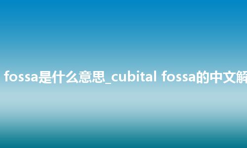 cubital fossa是什么意思_cubital fossa的中文解释_用法