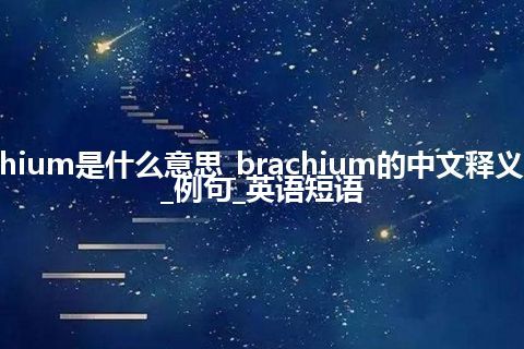 brachium是什么意思_brachium的中文释义_用法_例句_英语短语