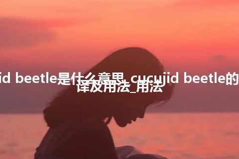 cucujid beetle是什么意思_cucujid beetle的中文翻译及用法_用法