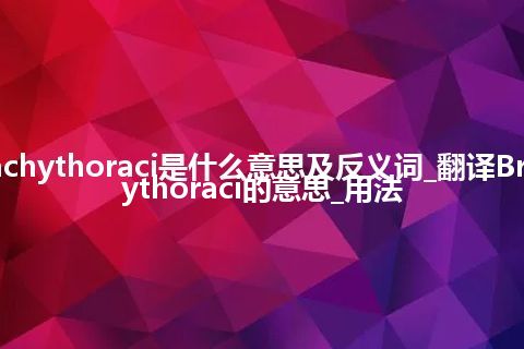 Brachythoraci是什么意思及反义词_翻译Brachythoraci的意思_用法