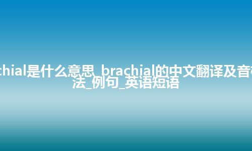 brachial是什么意思_brachial的中文翻译及音标_用法_例句_英语短语