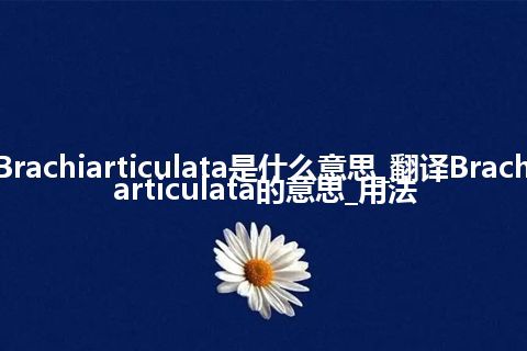 Brachiarticulata是什么意思_翻译Brachiarticulata的意思_用法