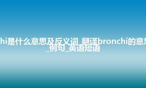 bronchi是什么意思及反义词_翻译bronchi的意思_用法_例句_英语短语