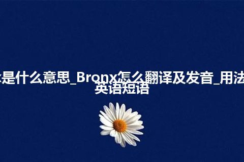 Bronx是什么意思_Bronx怎么翻译及发音_用法_例句_英语短语