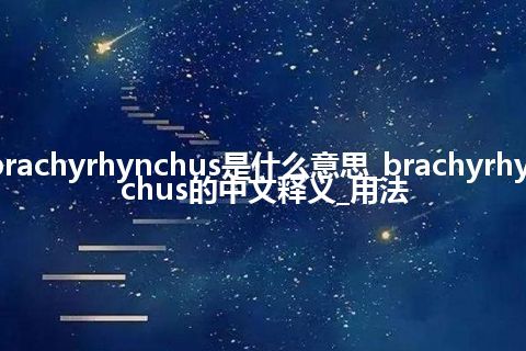 brachyrhynchus是什么意思_brachyrhynchus的中文释义_用法