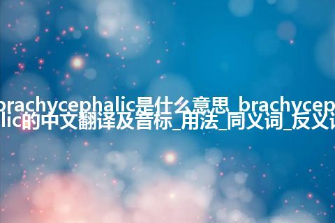 brachycephalic是什么意思_brachycephalic的中文翻译及音标_用法_同义词_反义词