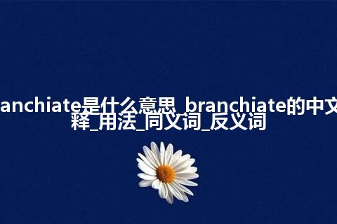 branchiate是什么意思_branchiate的中文解释_用法_同义词_反义词