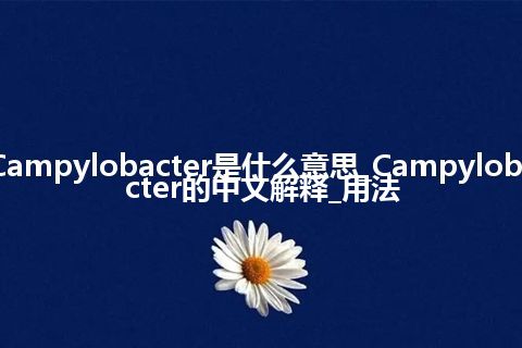 Campylobacter是什么意思_Campylobacter的中文解释_用法