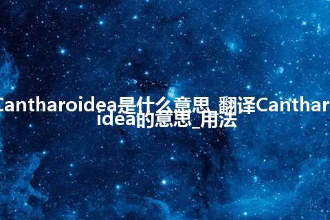 Cantharoidea是什么意思_翻译Cantharoidea的意思_用法