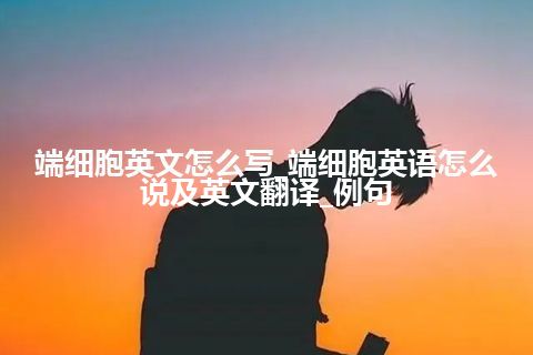 端细胞英文怎么写_端细胞英语怎么说及英文翻译_例句