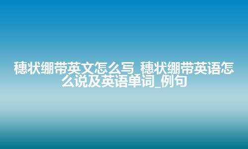 穗状绷带英文怎么写_穗状绷带英语怎么说及英语单词_例句