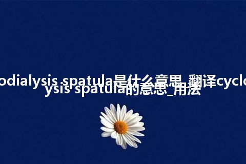 cyclodialysis spatula是什么意思_翻译cyclodialysis spatula的意思_用法