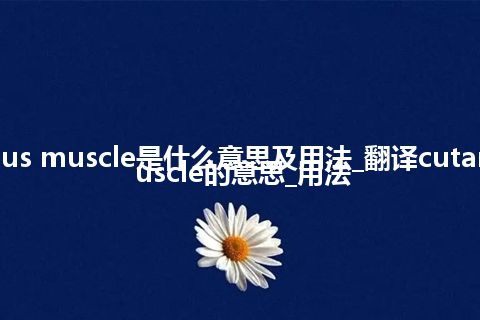 cutaneous muscle是什么意思及用法_翻译cutaneous muscle的意思_用法