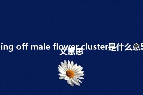 cutting off male flower cluster是什么意思_中文意思