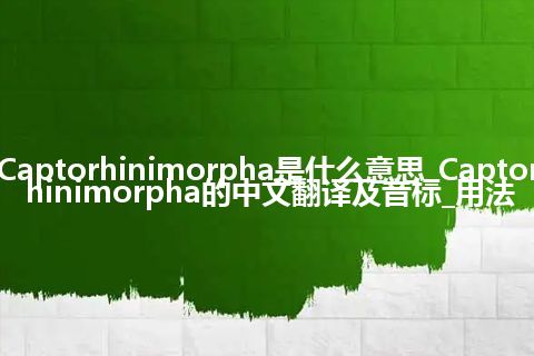 Captorhinimorpha是什么意思_Captorhinimorpha的中文翻译及音标_用法