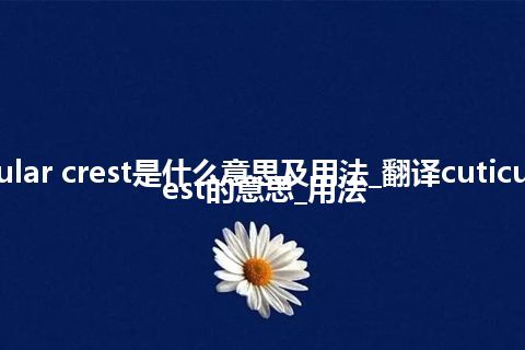 cuticular crest是什么意思及用法_翻译cuticular crest的意思_用法