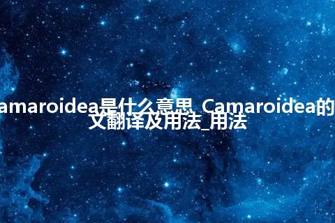 Camaroidea是什么意思_Camaroidea的中文翻译及用法_用法