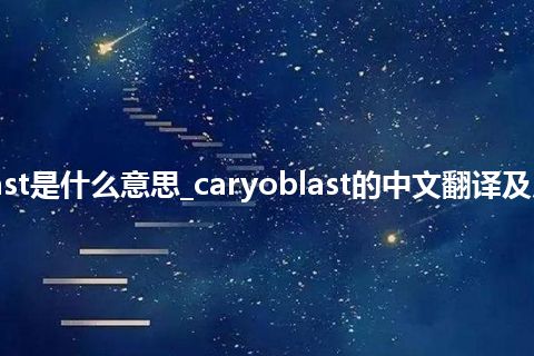 caryoblast是什么意思_caryoblast的中文翻译及用法_用法