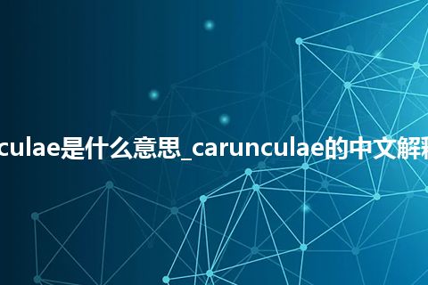 carunculae是什么意思_carunculae的中文解释_用法