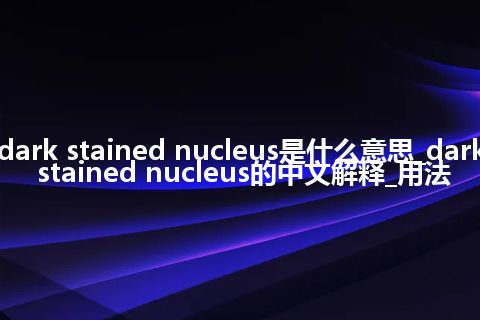 dark stained nucleus是什么意思_dark stained nucleus的中文解释_用法