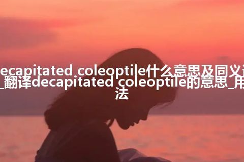 decapitated coleoptile什么意思及同义词_翻译decapitated coleoptile的意思_用法