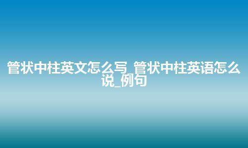 管状中柱英文怎么写_管状中柱英语怎么说_例句