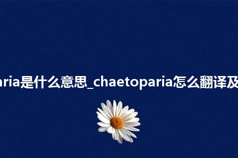 chaetoparia是什么意思_chaetoparia怎么翻译及发音_用法