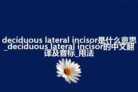 deciduous lateral incisor是什么意思_deciduous lateral incisor的中文翻译及音标_用法