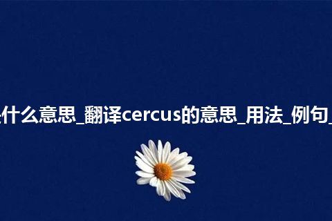 cercus是什么意思_翻译cercus的意思_用法_例句_英语短语