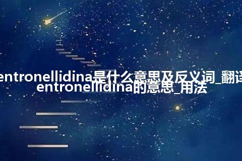 Centronellidina是什么意思及反义词_翻译Centronellidina的意思_用法