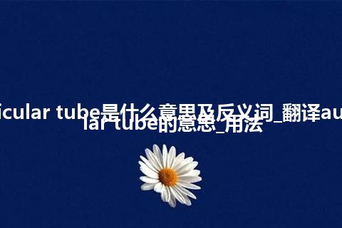 auricular tube是什么意思及反义词_翻译auricular tube的意思_用法