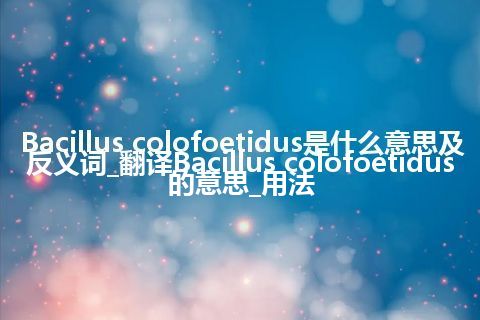 Bacillus colofoetidus是什么意思及反义词_翻译Bacillus colofoetidus的意思_用法