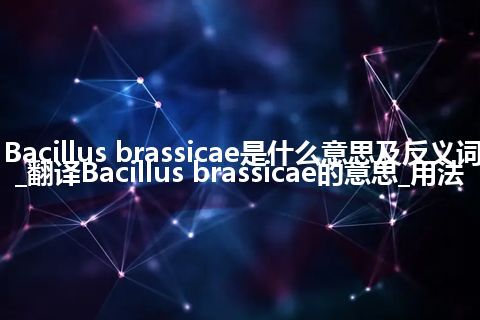 Bacillus brassicae是什么意思及反义词_翻译Bacillus brassicae的意思_用法