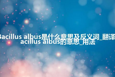 Bacillus albus是什么意思及反义词_翻译Bacillus albus的意思_用法