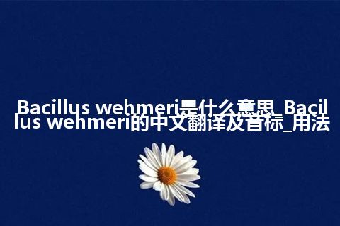 Bacillus wehmeri是什么意思_Bacillus wehmeri的中文翻译及音标_用法