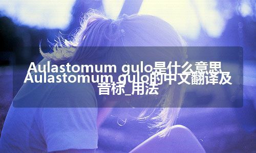 Aulastomum gulo是什么意思_Aulastomum gulo的中文翻译及音标_用法