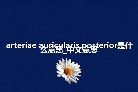 arteriae auricularis posterior是什么意思_中文意思