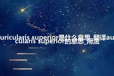 auricularis superior是什么意思_翻译auricularis superior的意思_用法