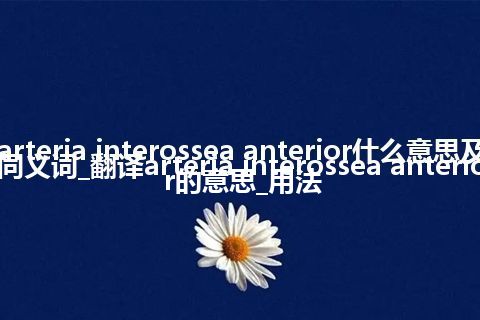 arteria interossea anterior什么意思及同义词_翻译arteria interossea anterior的意思_用法