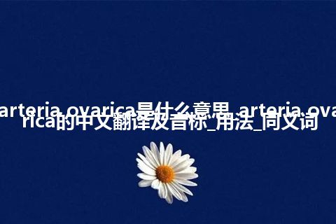 arteria ovarica是什么意思_arteria ovarica的中文翻译及音标_用法_同义词