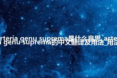 arteria genu suprema是什么意思_arteria genu suprema的中文翻译及用法_用法