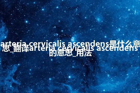 arteria cervicalis ascendens是什么意思_翻译arteria cervicalis ascendens的意思_用法