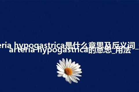 arteria hypogastrica是什么意思及反义词_翻译arteria hypogastrica的意思_用法