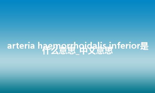 arteria haemorrhoidalis inferior是什么意思_中文意思