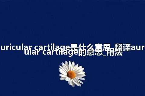 auricular cartilage是什么意思_翻译auricular cartilage的意思_用法