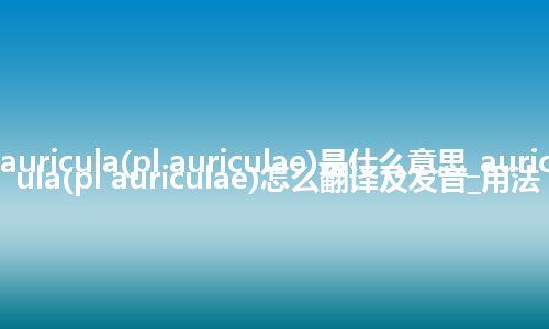 auricula(pl auriculae)是什么意思_auricula(pl auriculae)怎么翻译及发音_用法