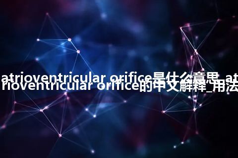 atrioventricular orifice是什么意思_atrioventricular orifice的中文解释_用法