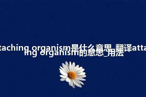 attaching organism是什么意思_翻译attaching organism的意思_用法