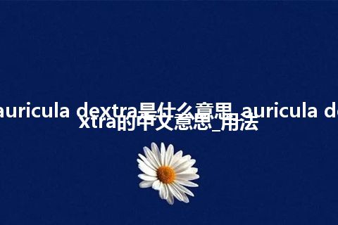 auricula dextra是什么意思_auricula dextra的中文意思_用法